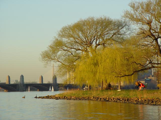 Spring Esplanade Willows